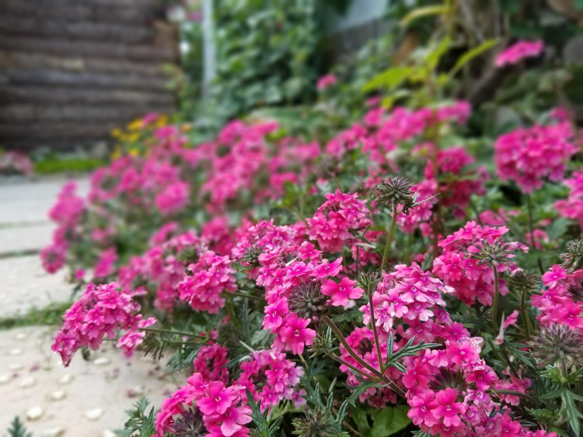 ダラットRibe'S Houseアパートメント エクステリア 写真